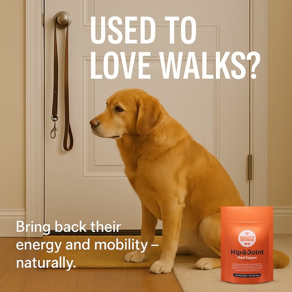 A square-ratio ad featuring a golden retriever looking at a leash, highlighting the physical decline of aging pets alongside a supplement product.